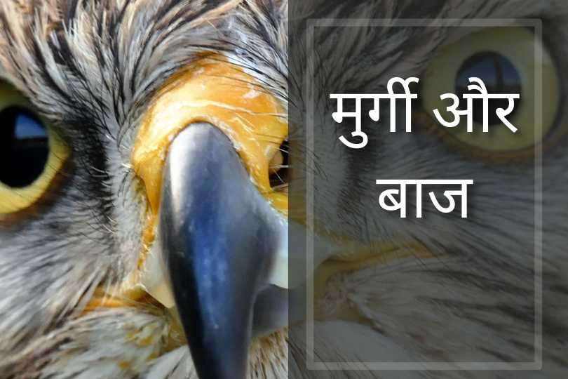 मुर्गी और बाज